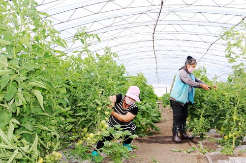 五大連池農場小暑節氣田管忙
