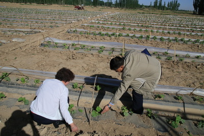 高臺(tái)縣農(nóng)技中心扎實(shí)開(kāi)展災(zāi)后技術(shù)指導(dǎo)服務(wù)工作