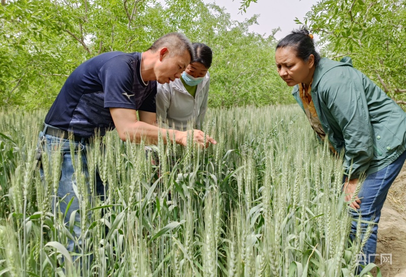 若羌:科技服務(wù)團(tuán)下鄉(xiāng)開(kāi)出小麥增產(chǎn)&ldquo;良方&rdquo;
