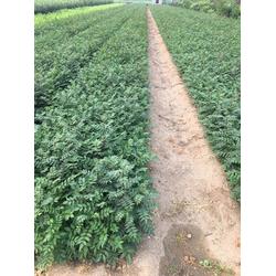 乾納瑞農(nóng)業(yè)科技 貴州花椒樹苗預售與優(yōu)質(zhì)服務(wù)